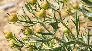 خواص اسپند برای معده