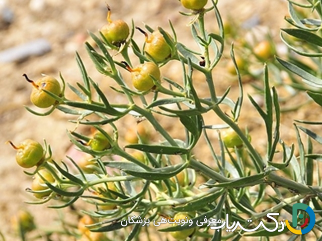 خواص اسپند برای معده