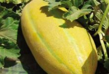 خواص خربزه در بارداری برای جنین