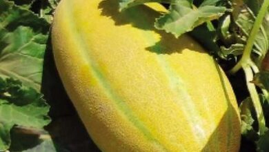 خواص خربزه در بارداری برای جنین