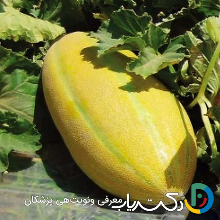 خواص خربزه در بارداری برای جنین