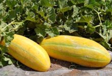 خواص خربزه برای بدن