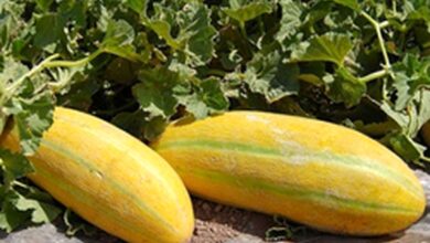 خواص خربزه برای بدن