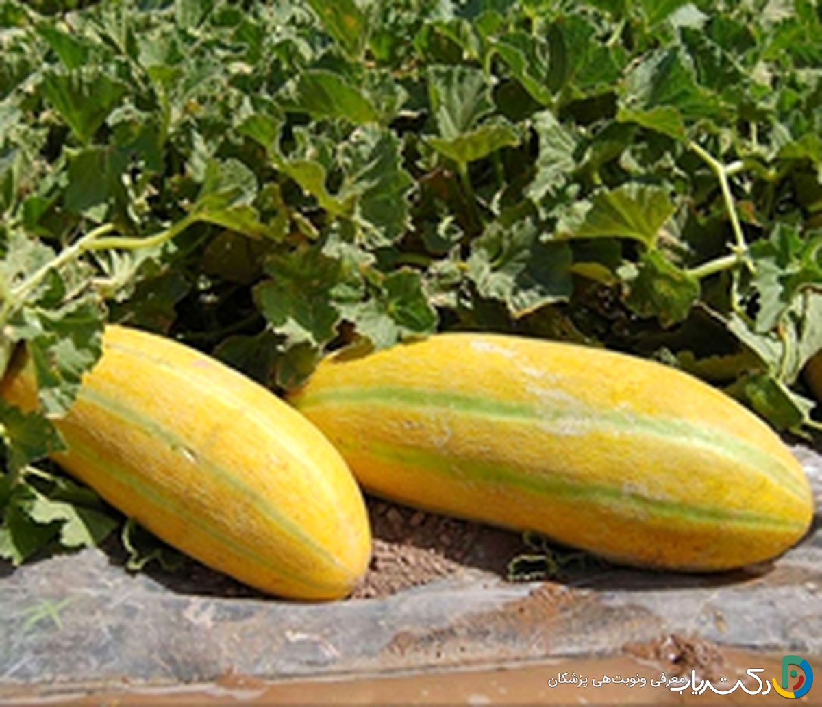 خواص خربزه برای بدن