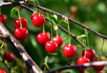 خواص آلبالو برای مردان