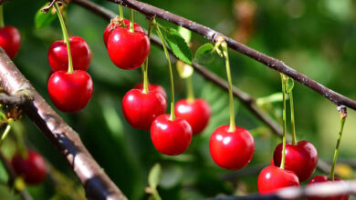 خواص آلبالو برای مردان