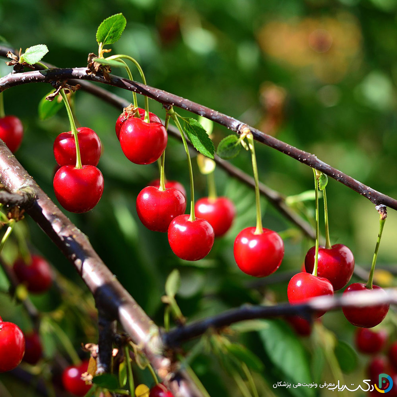 خواص آلبالو برای مردان