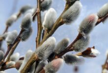 خواص بیدمشک برای مردان