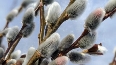 خواص بیدمشک برای مردان