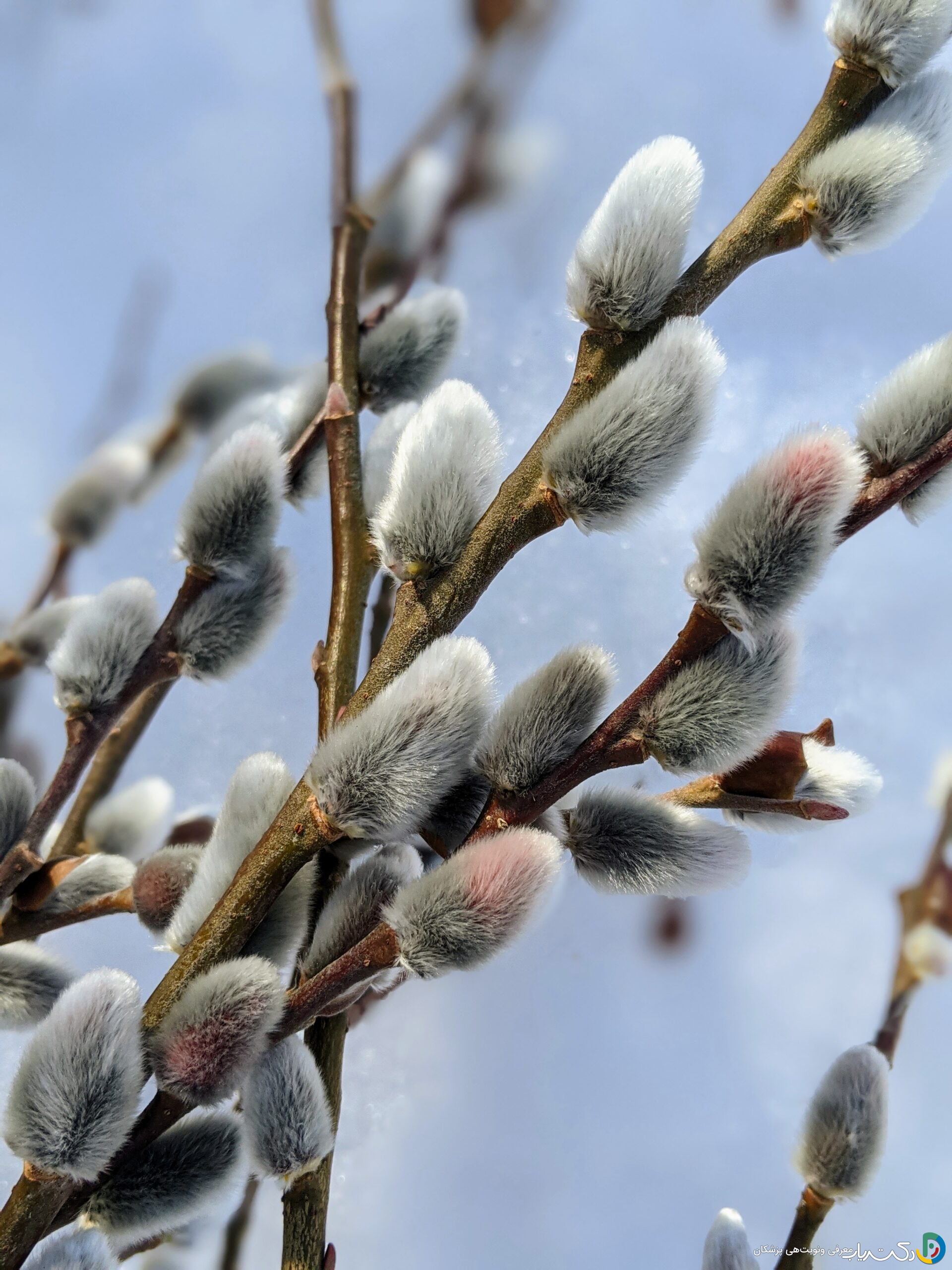 خواص بیدمشک برای مردان