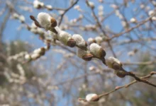 خواص بیدمشک برای معده