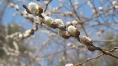 خواص بیدمشک برای معده