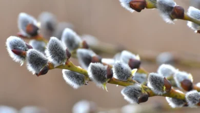 خواص بیدمشک برای کم خونی