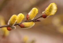 خواص بیدمشک برای فشارخون