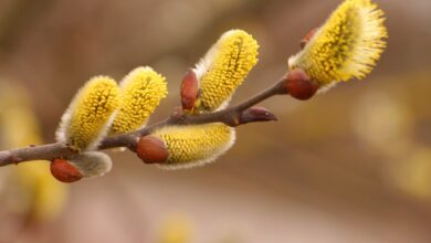 خواص بیدمشک برای فشارخون