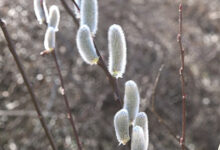 خواص بیدمشک برای قلب