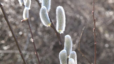 خواص بیدمشک برای قلب