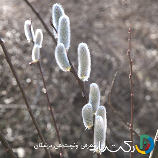 خواص بیدمشک برای قلب