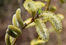 خواص بیدمشک برای رحم