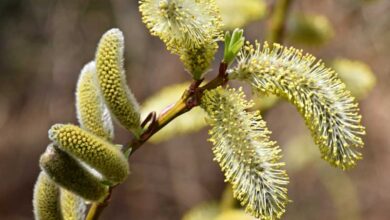 خواص بیدمشک برای رحم