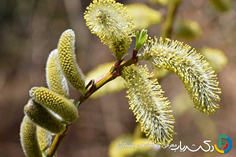 خواص بیدمشک برای رحم