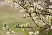 خواص بیدمشک برای اعصاب