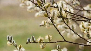 خواص بیدمشک برای اعصاب