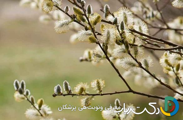 خواص بیدمشک برای اعصاب