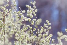 خواص بیدمشک برای پوست