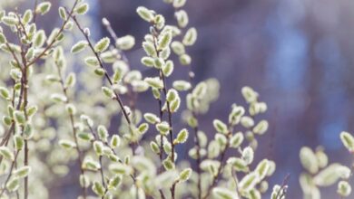 خواص بیدمشک برای پوست