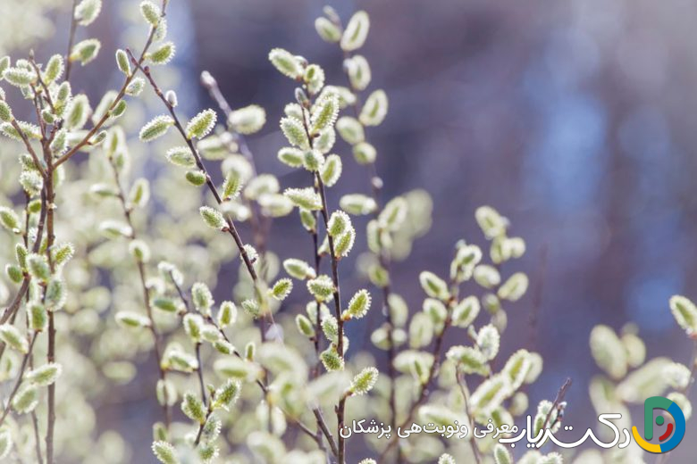 خواص بیدمشک برای پوست