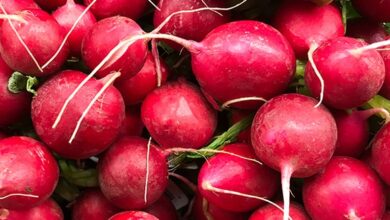 خواص تربچه برای مردان