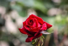 خواص گل سرخ برای یبوست