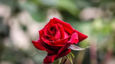 خواص گل سرخ برای یبوست
