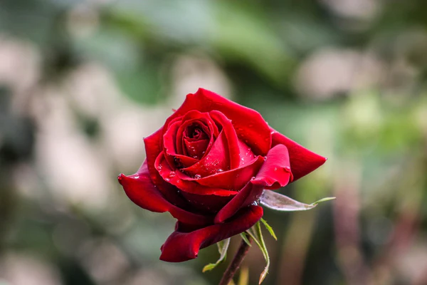 خواص گل سرخ برای یبوست