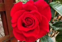 خواص گل سرخ برای لاغری