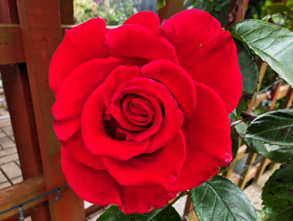 خواص گل سرخ برای لاغری