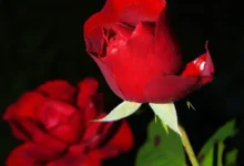 خواص گل سرخ برای کبد