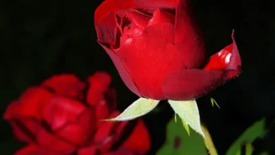 خواص گل سرخ برای کبد