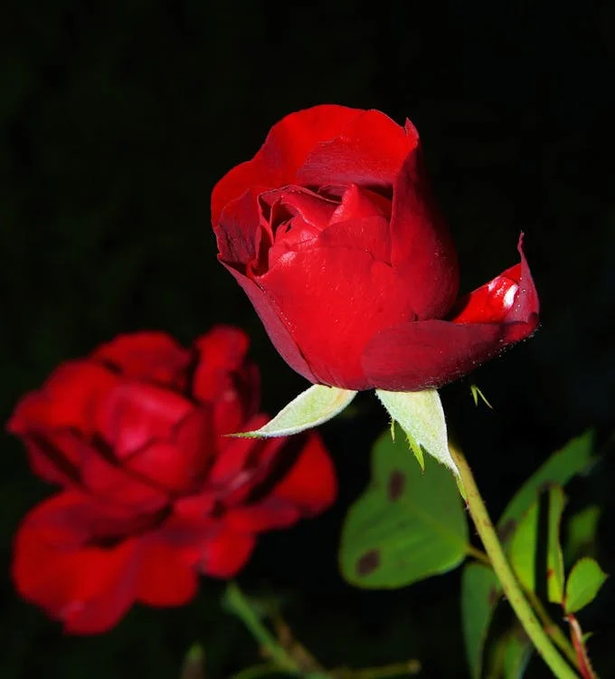 خواص گل سرخ برای کبد