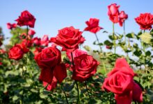 خواص گل سرخ برای زنان