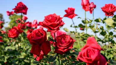 خواص گل سرخ برای زنان
