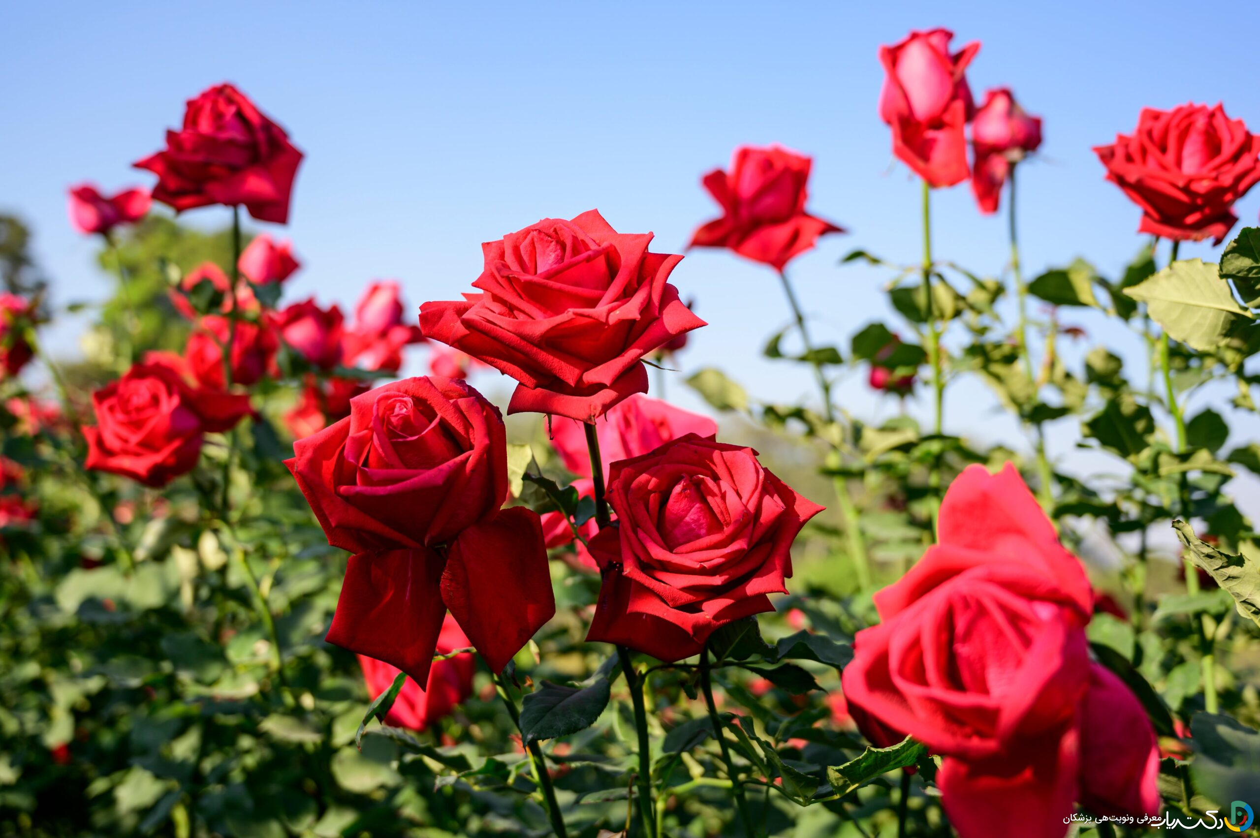خواص گل سرخ برای زنان