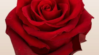 خواص گل سرخ برای رحم