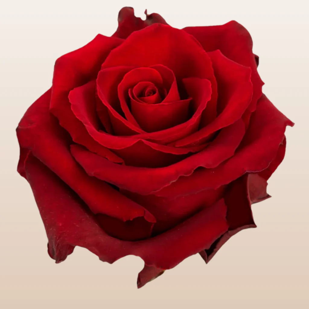 خواص گل سرخ برای رحم