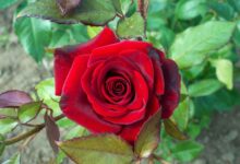 خواص گل سرخ برای پوست صورت