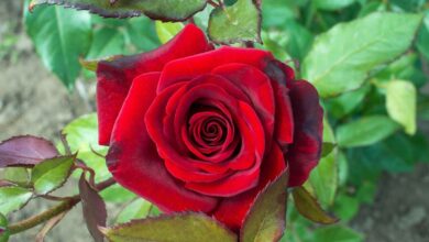 خواص گل سرخ برای پوست صورت