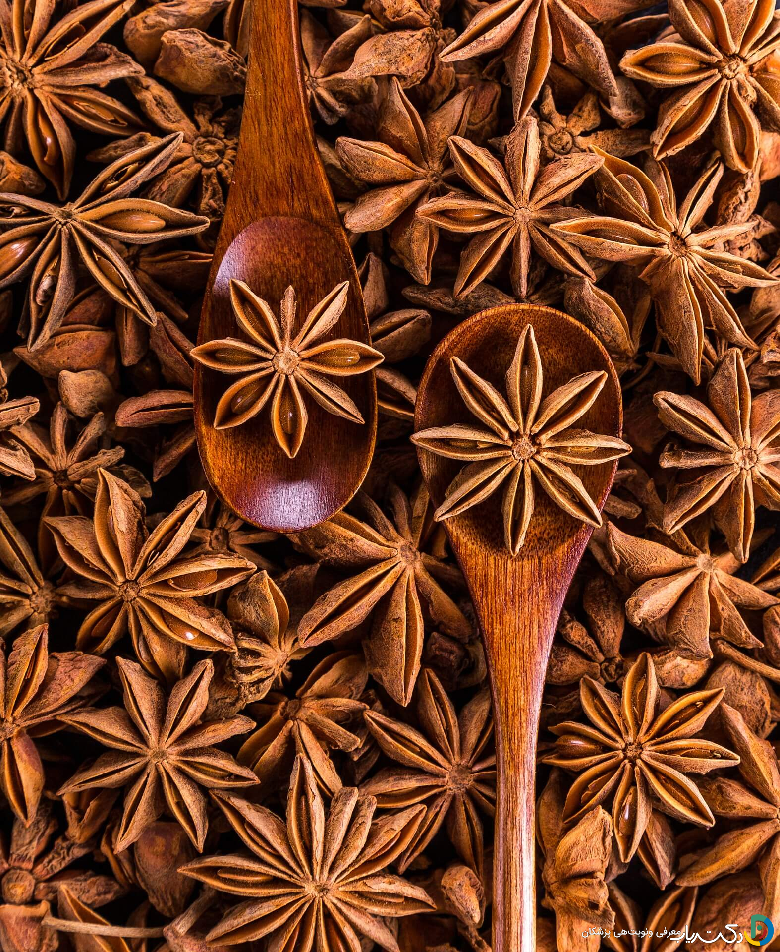 خواص بادیان ستاره ای برای مردان