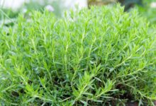 خواص ترخون برای معده