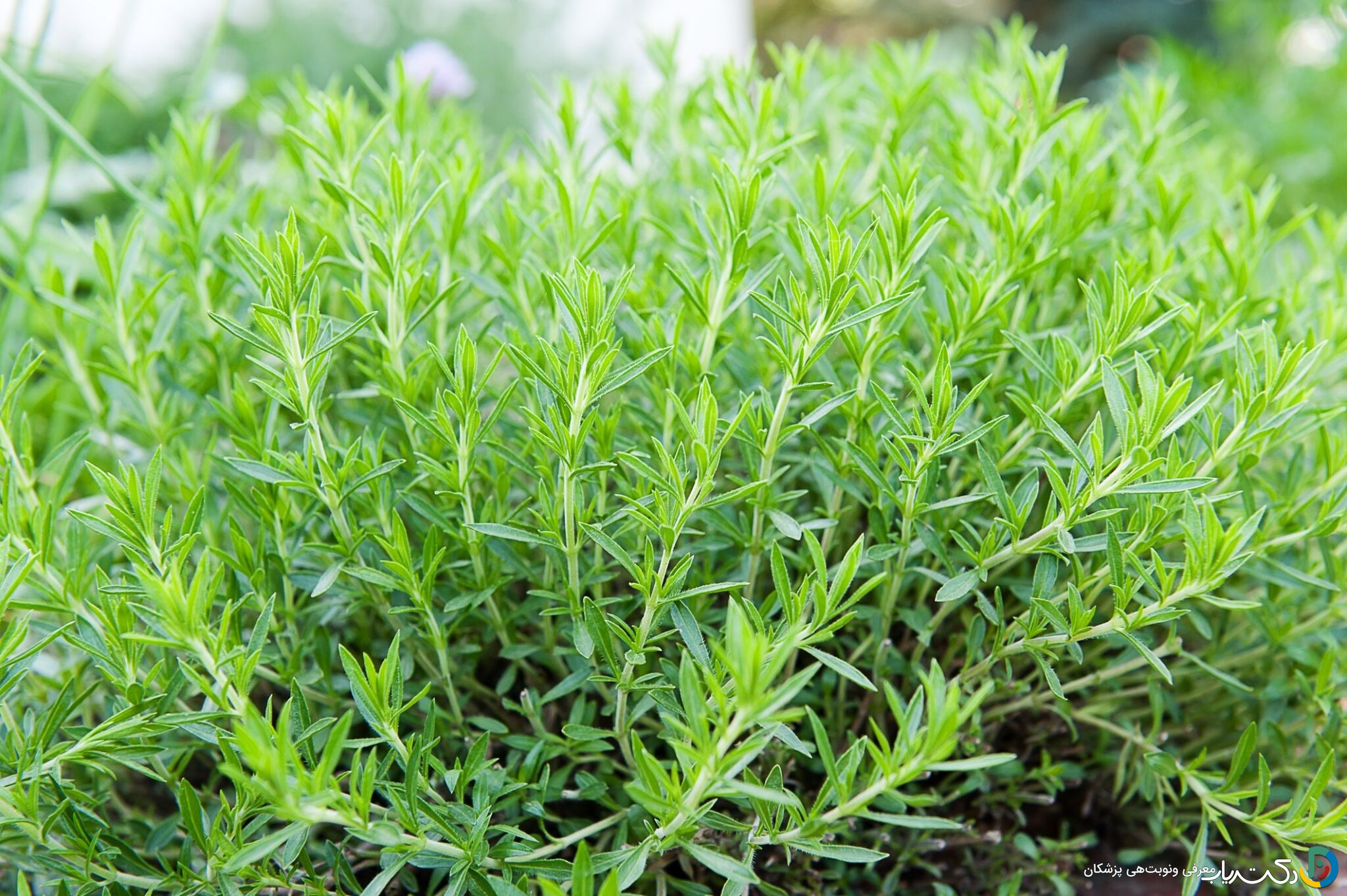 خواص ترخون برای معده
